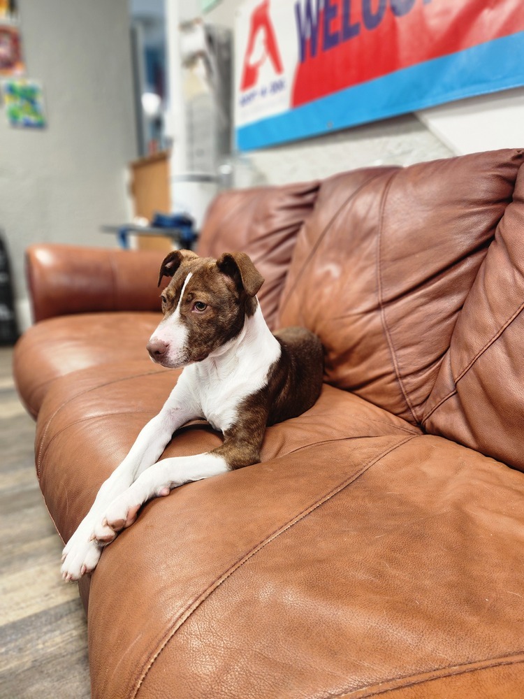 Sally - 25041