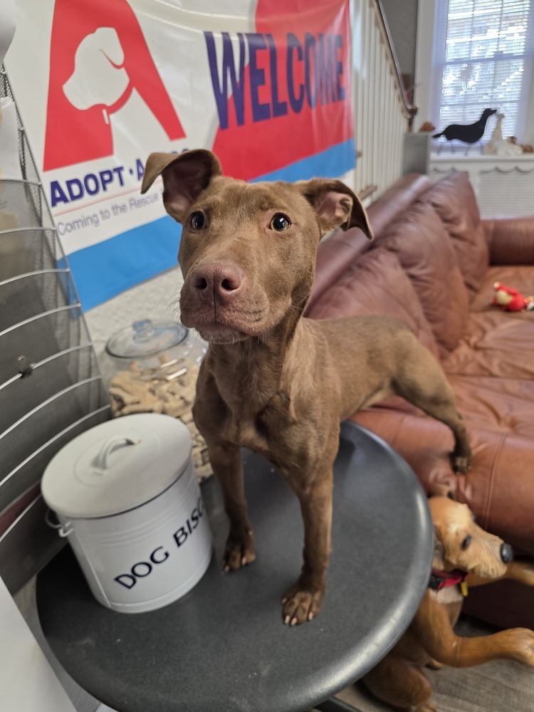 Sammie - 25035