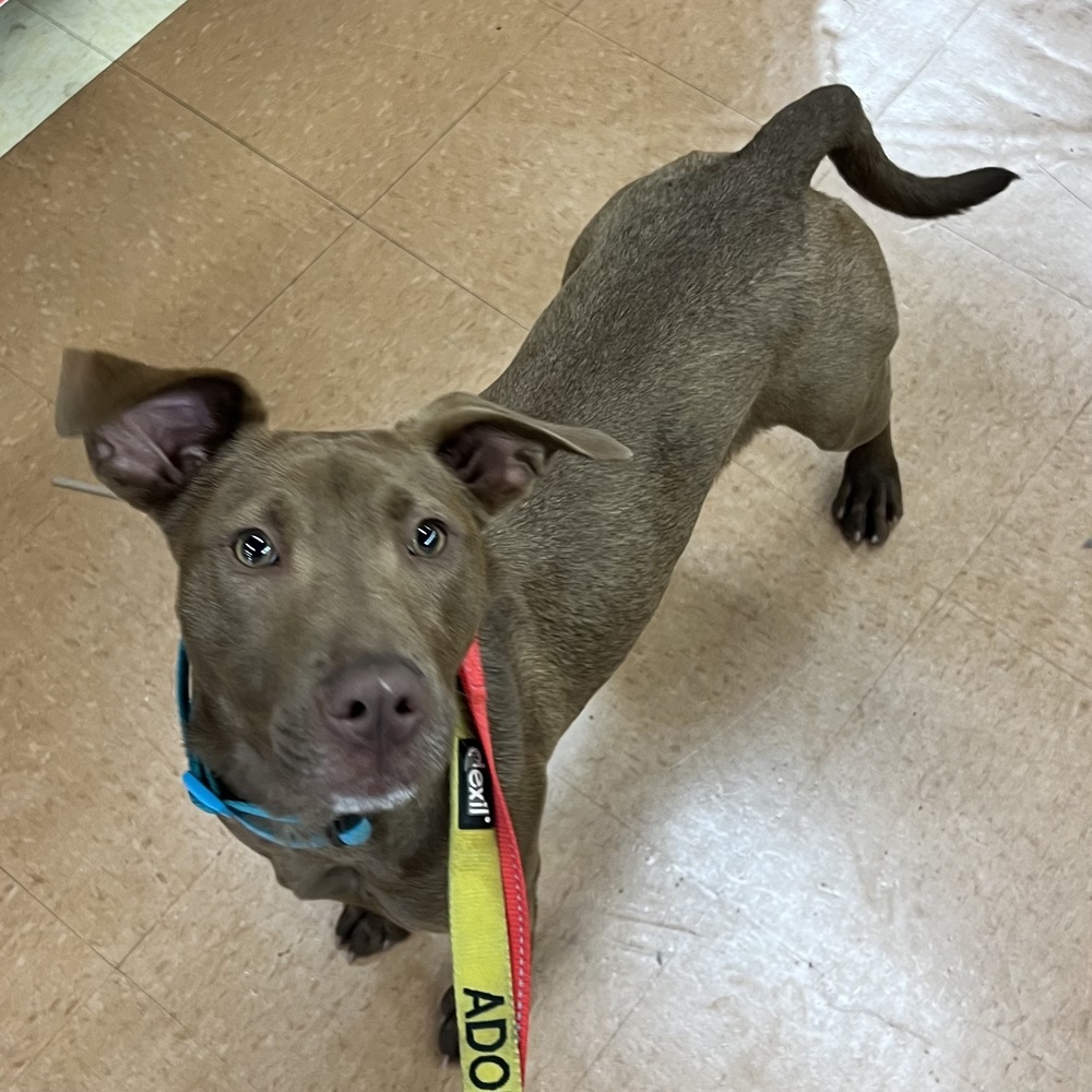 Sammie - 25035