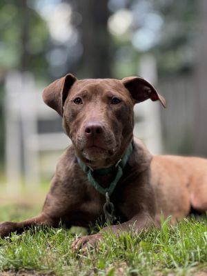 Sammie - 25035, Baby Female Labrador Retriever