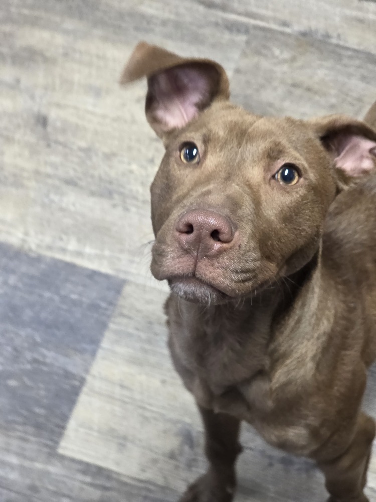 Sammie - 25035