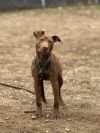 Sammie - 25035 photo 2