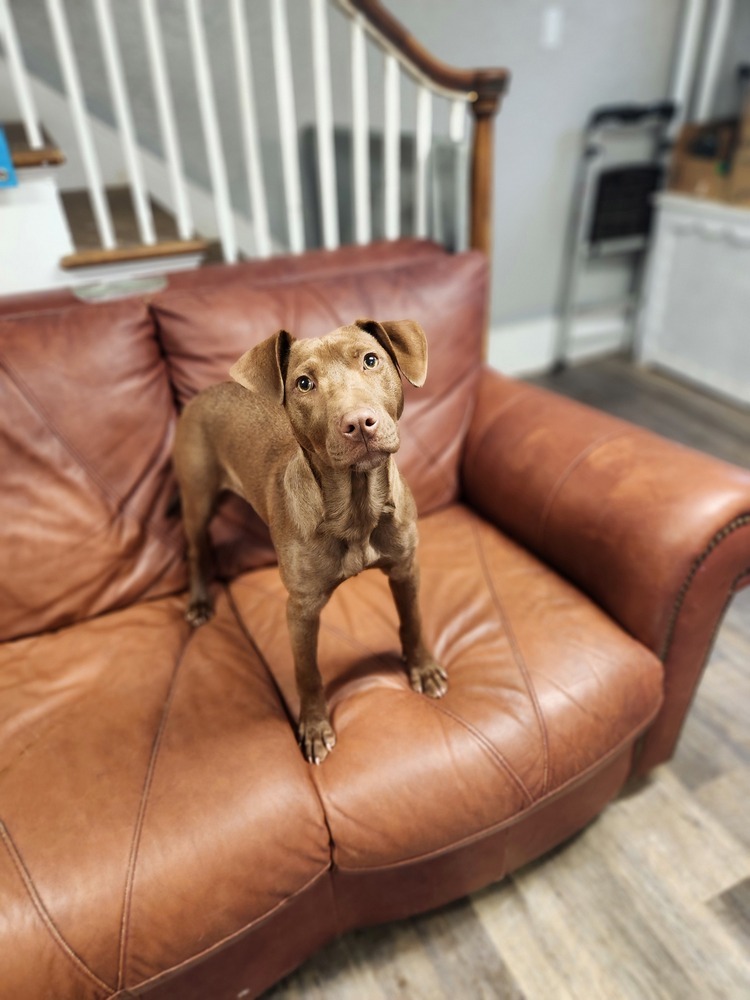 Sammie - 25035