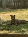 Sammie - 25035 photo 3