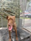 Sammie - 25035 photo 6