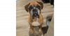 Sarge IV photo 1