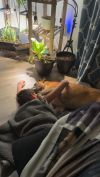 Sarge IV photo 2