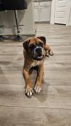 Sarge IV photo 3