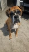 Sarge IV photo 4