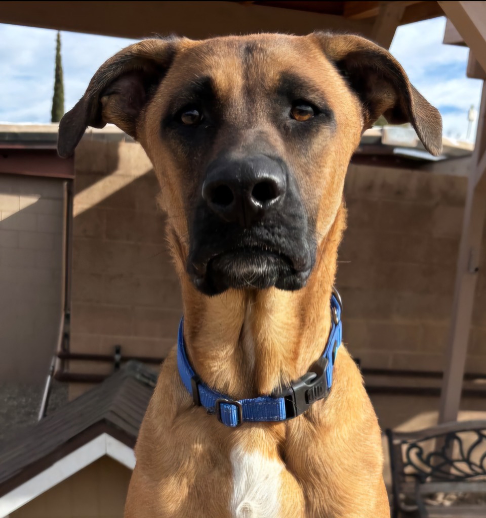 Bagel, an adoptable Black Mouth Cur in Cottonwood, AZ, 86326 | Photo Image 1