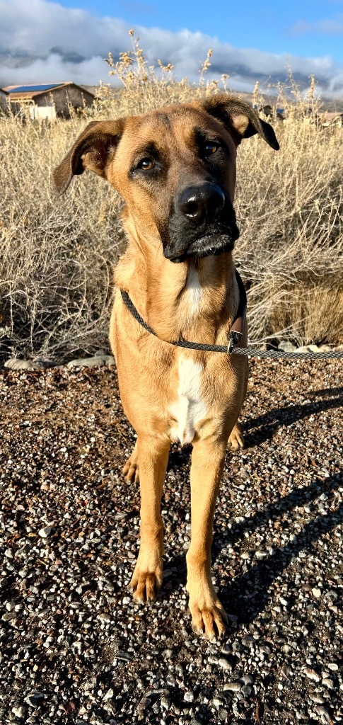 Bagel, an adoptable Black Mouth Cur in Cottonwood, AZ, 86326 | Photo Image 2