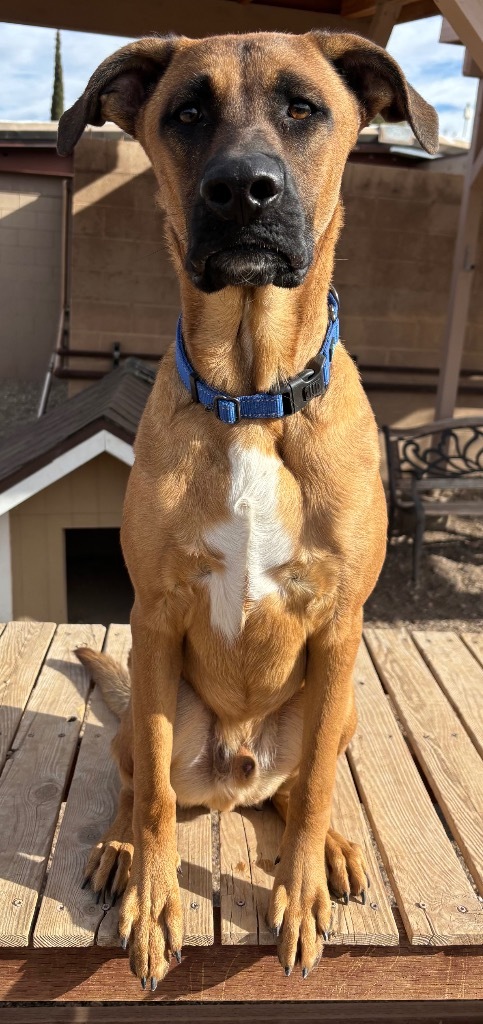 Bagel, an adoptable Black Mouth Cur in Cottonwood, AZ, 86326 | Photo Image 3