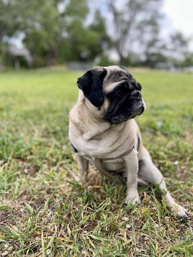 Gizmo, an adoptable Pug in Eagle, ID, 83616 | Photo Image 1
