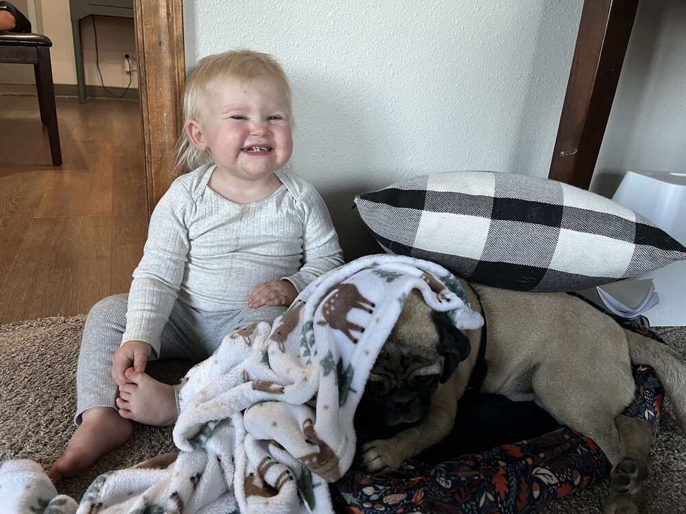 Gizmo, an adoptable Pug in Eagle, ID, 83616 | Photo Image 2