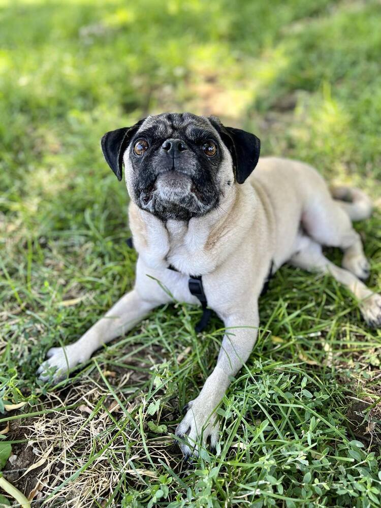 Gizmo, an adoptable Pug in Eagle, ID, 83616 | Photo Image 3