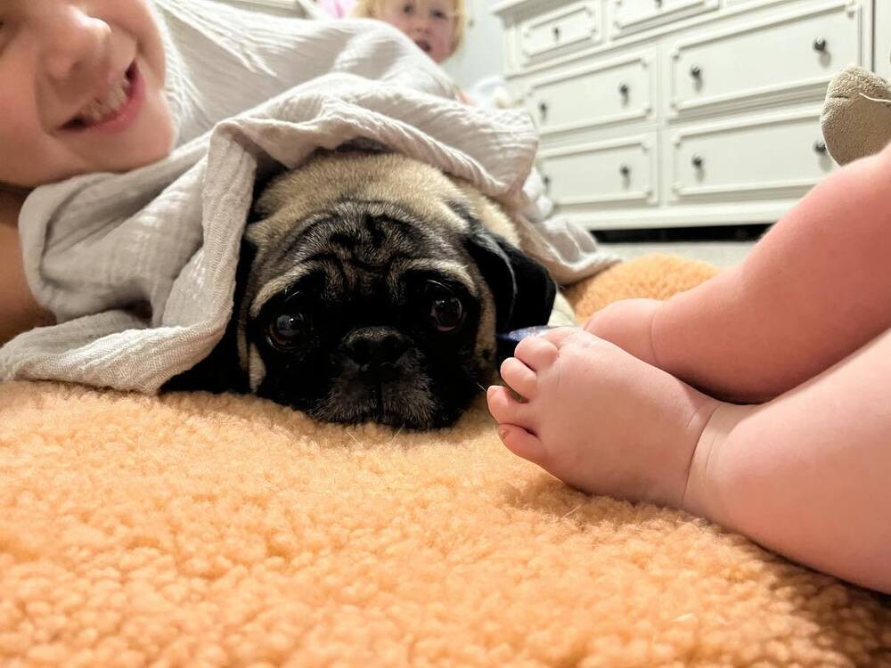 Gizmo, an adoptable Pug in Eagle, ID, 83616 | Photo Image 4