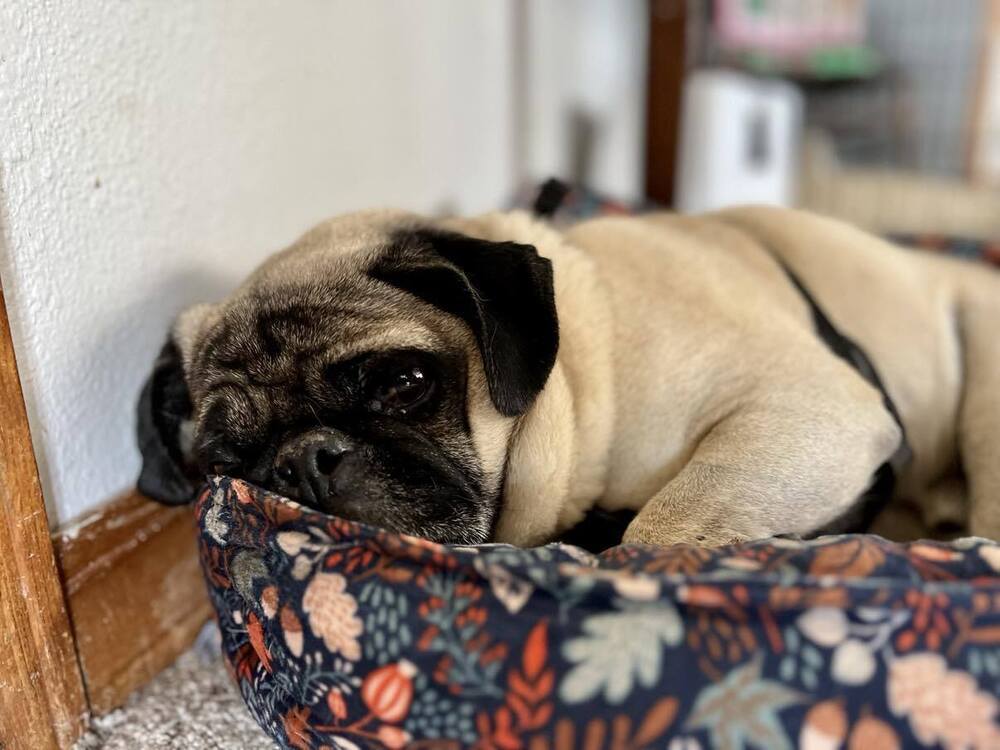 Gizmo, an adoptable Pug in Eagle, ID, 83616 | Photo Image 5