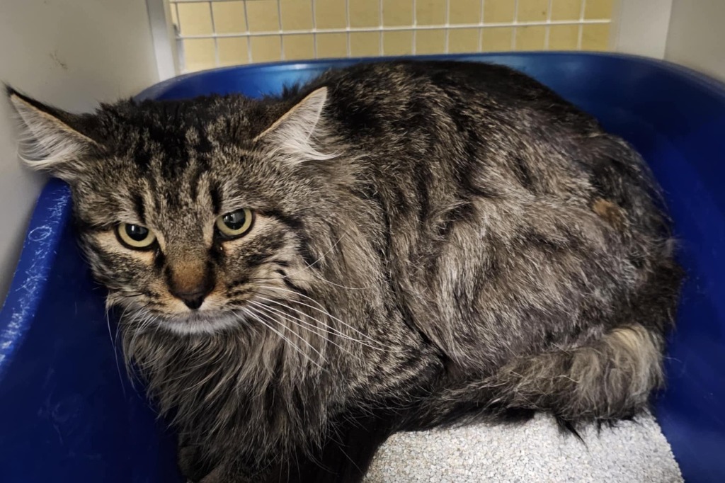 Grizz, an adoptable Domestic Long Hair in Salt Lake City, UT, 84117 | Photo Image 1