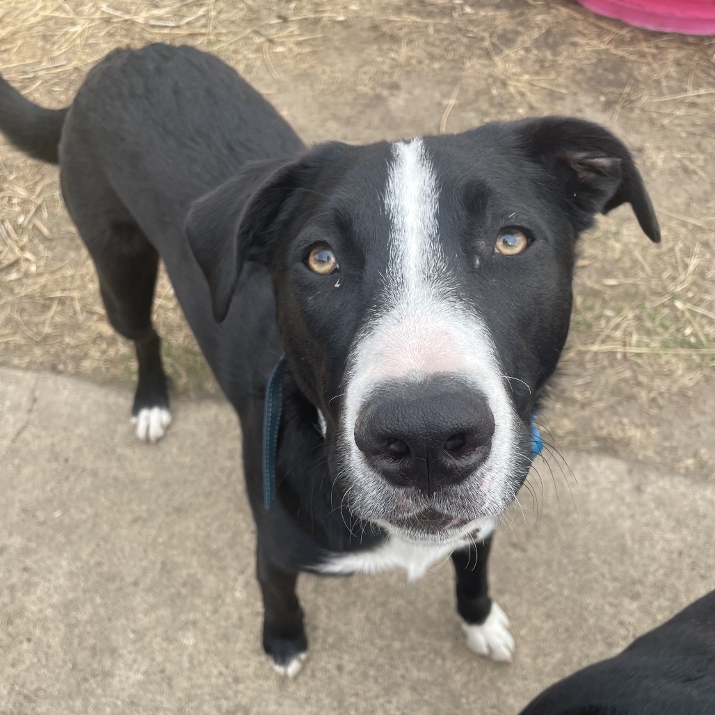 Boone, an adoptable Mixed Breed in Bismarck, ND, 58507 | Photo Image 1