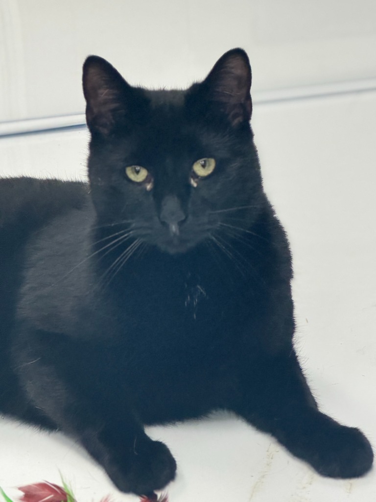 Timmy, an adoptable Domestic Short Hair in Algona, IA, 50511 | Photo Image 1