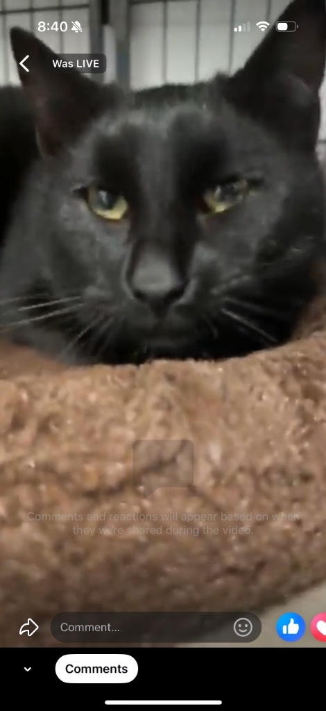 Timmy, an adoptable Domestic Short Hair in Algona, IA, 50511 | Photo Image 2