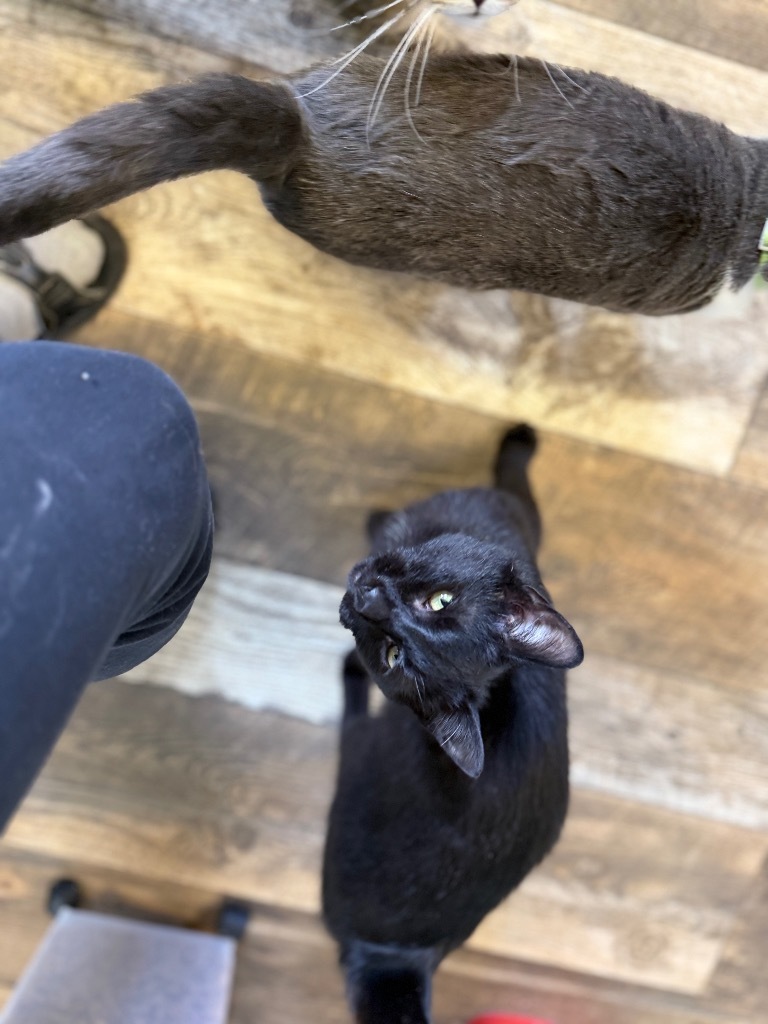 Timmy, an adoptable Domestic Short Hair in Algona, IA, 50511 | Photo Image 3