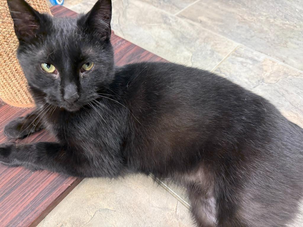 Timmy, an adoptable Domestic Short Hair in Algona, IA, 50511 | Photo Image 4