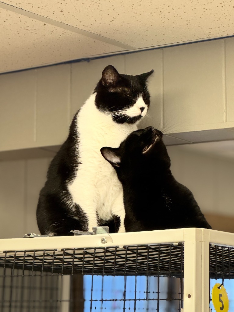 Timmy, an adoptable Domestic Short Hair in Algona, IA, 50511 | Photo Image 6