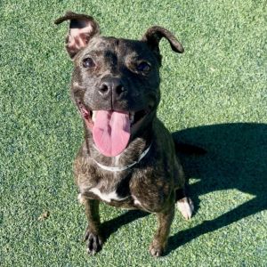 Nala, Adult Female Mixed Breed