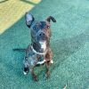 Nala photo 6