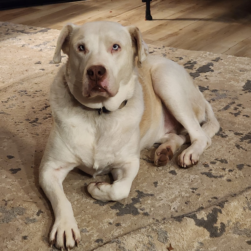 Zeus