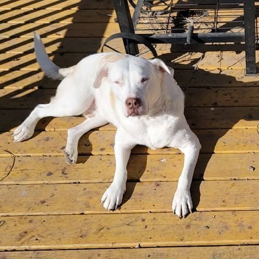 Zeus