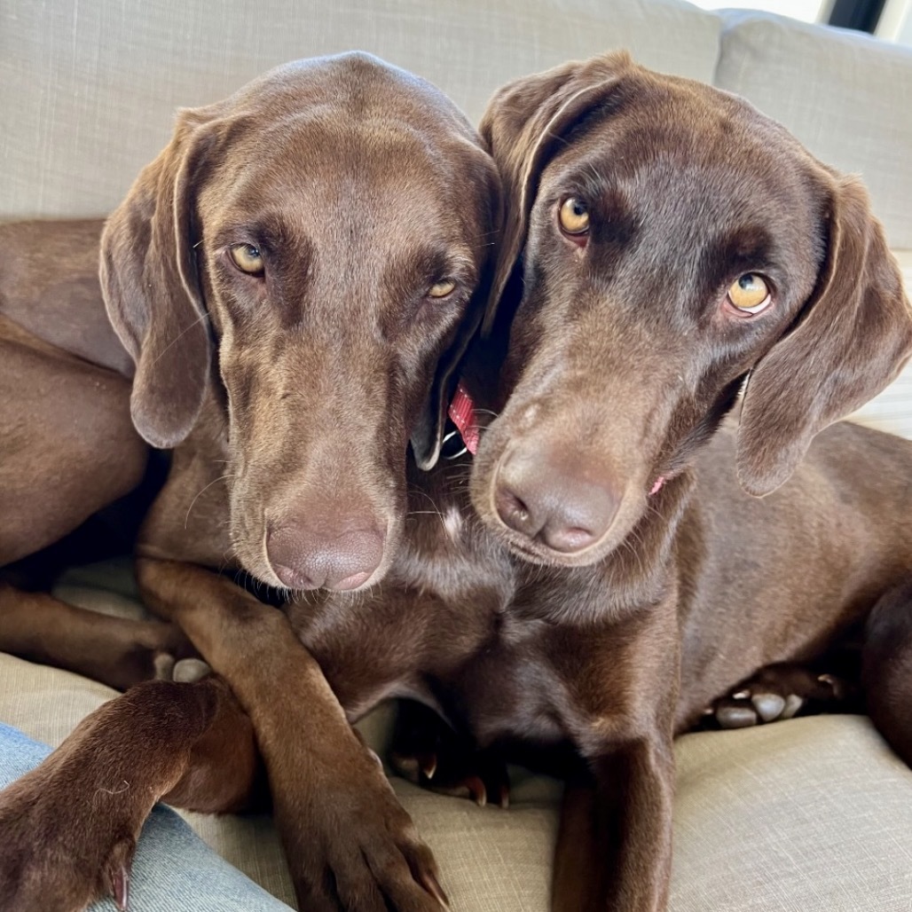 Gabby & Annie, an adoptable Vizsla, Weimaraner in San Diego, CA, 92127 | Photo Image 1