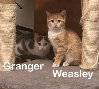 Weasley