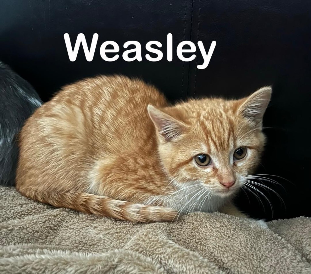 Ginger ( Weasley), an adoptable Domestic Short Hair in Hoover , AL, 35226 | Photo Image 2