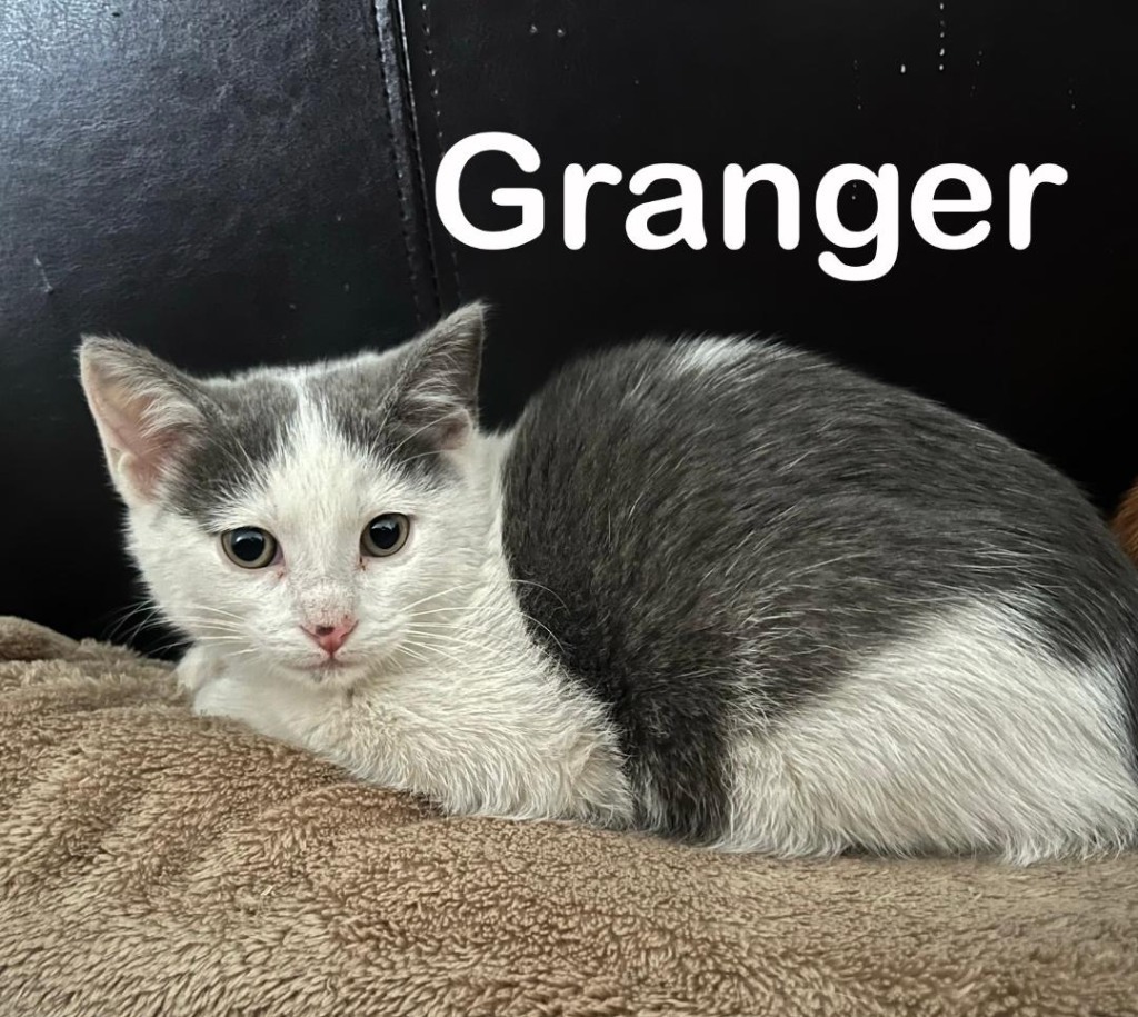 Fred (Granger), an adoptable Domestic Short Hair in Hoover , AL, 35226 | Photo Image 2