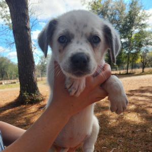 Tuke Labrador Retriever Dog