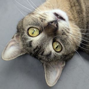 CatHead, Adult Female American Shorthair