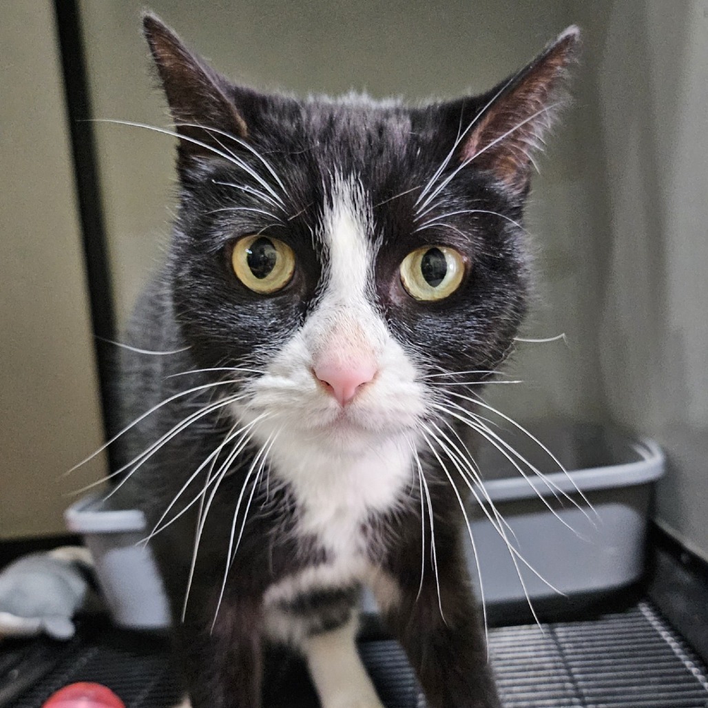 Luna, an adoptable Domestic Short Hair in Wahiawa, HI, 96786 | Photo Image 1