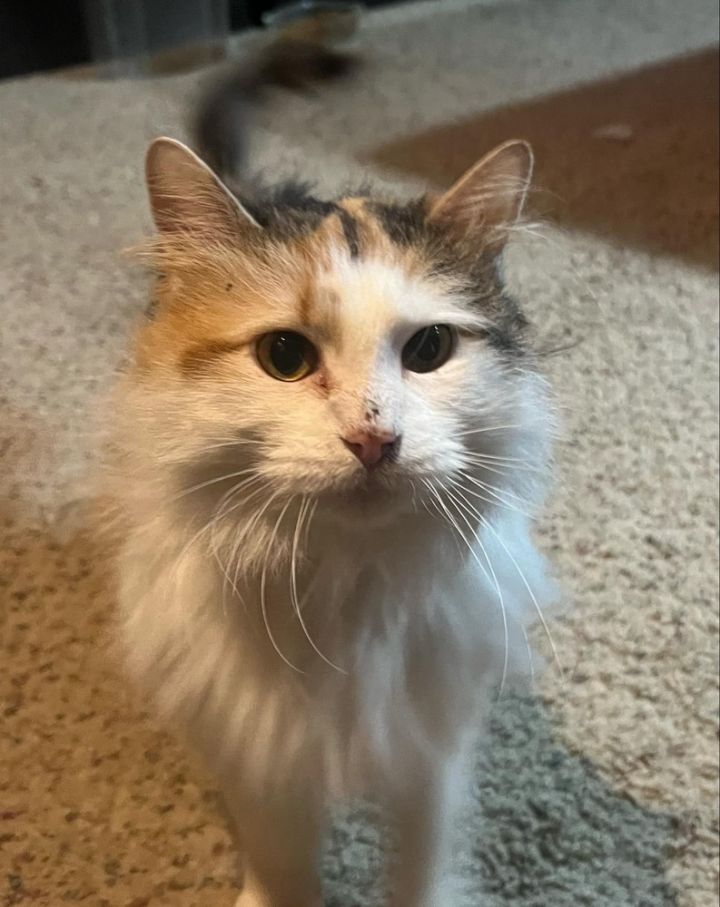 Vivian 1