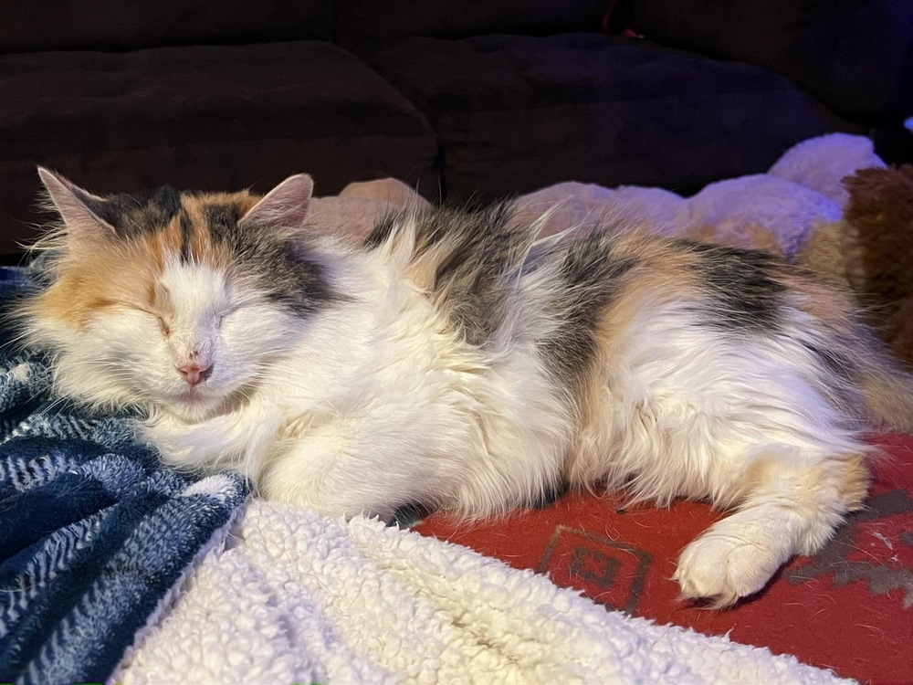 Vivian, an adoptable Domestic Long Hair in Emporia, KS, 66801 | Photo Image 2