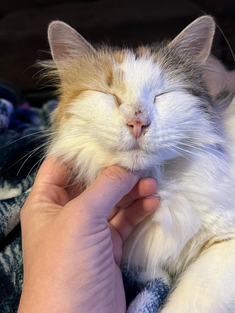 Vivian, an adoptable Domestic Long Hair in Emporia, KS, 66801 | Photo Image 3