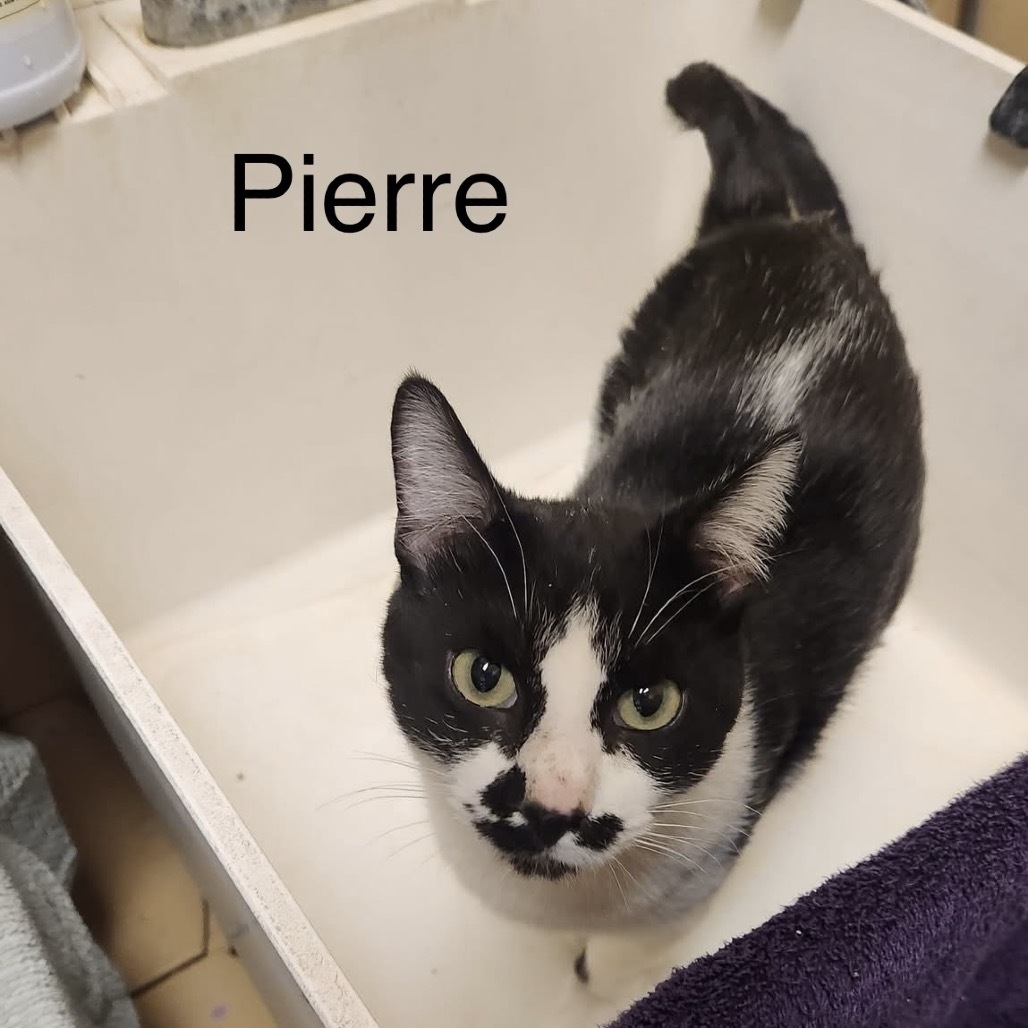 Pierre