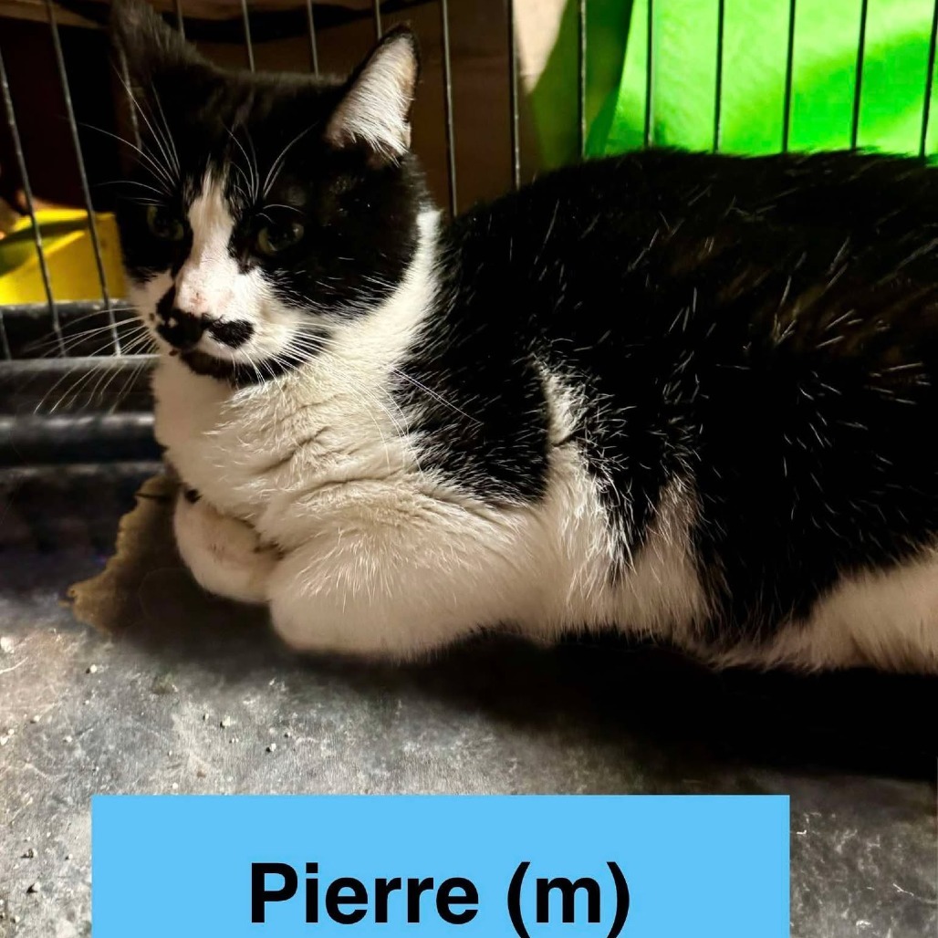 Pierre