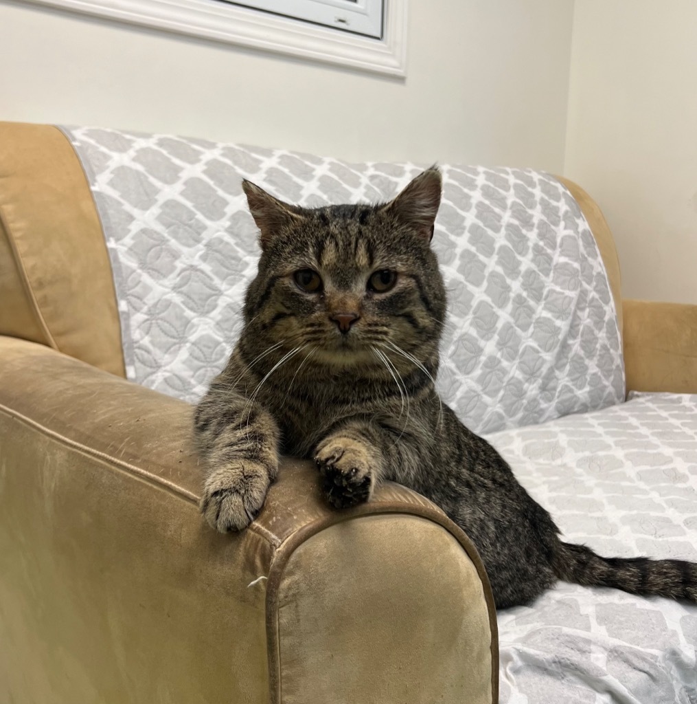 Hurricane Kirk, an adoptable Domestic Short Hair in Winnipeg, MB, R3H 0M1 | Photo Image 1