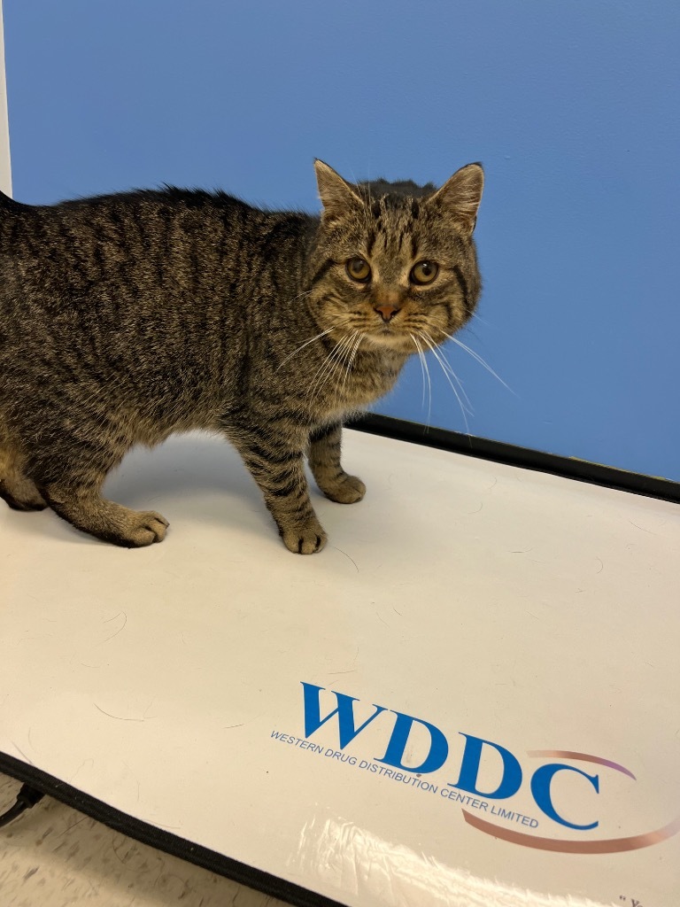 Hurricane Kirk, an adoptable Domestic Short Hair in Winnipeg, MB, R3H 0M1 | Photo Image 2