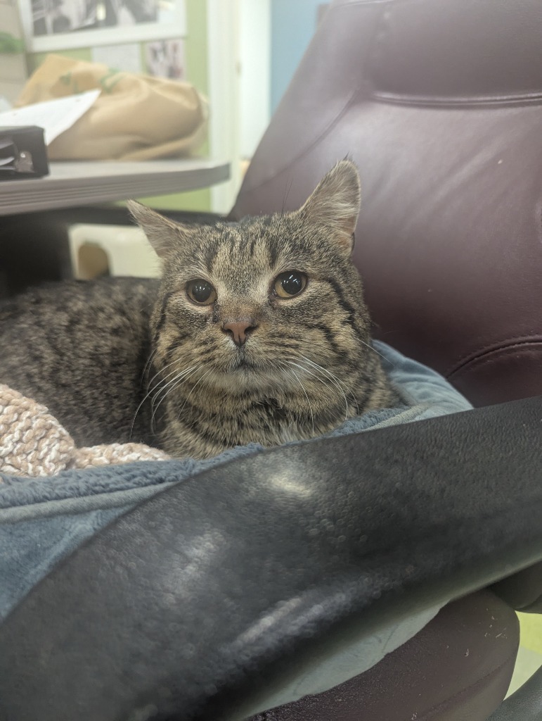 Hurricane Kirk, an adoptable Domestic Short Hair in Winnipeg, MB, R3H 0M1 | Photo Image 3
