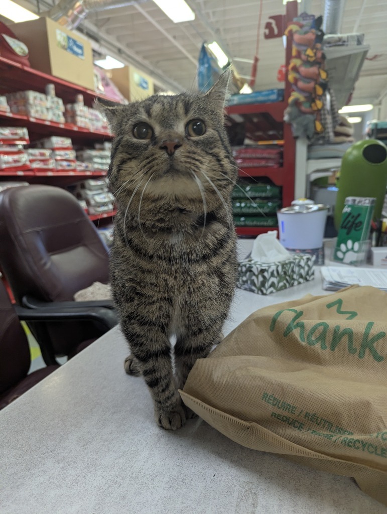 Hurricane Kirk, an adoptable Domestic Short Hair in Winnipeg, MB, R3H 0M1 | Photo Image 4