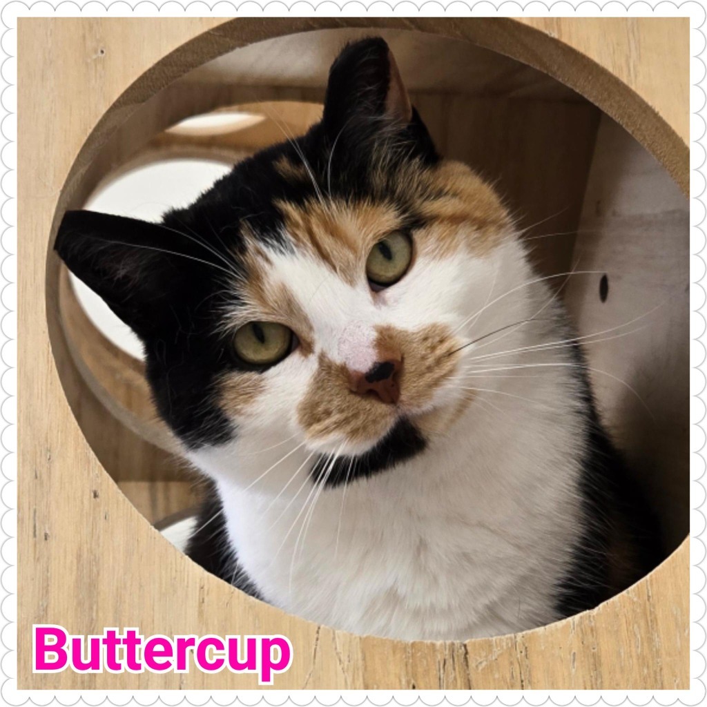 Buttercup