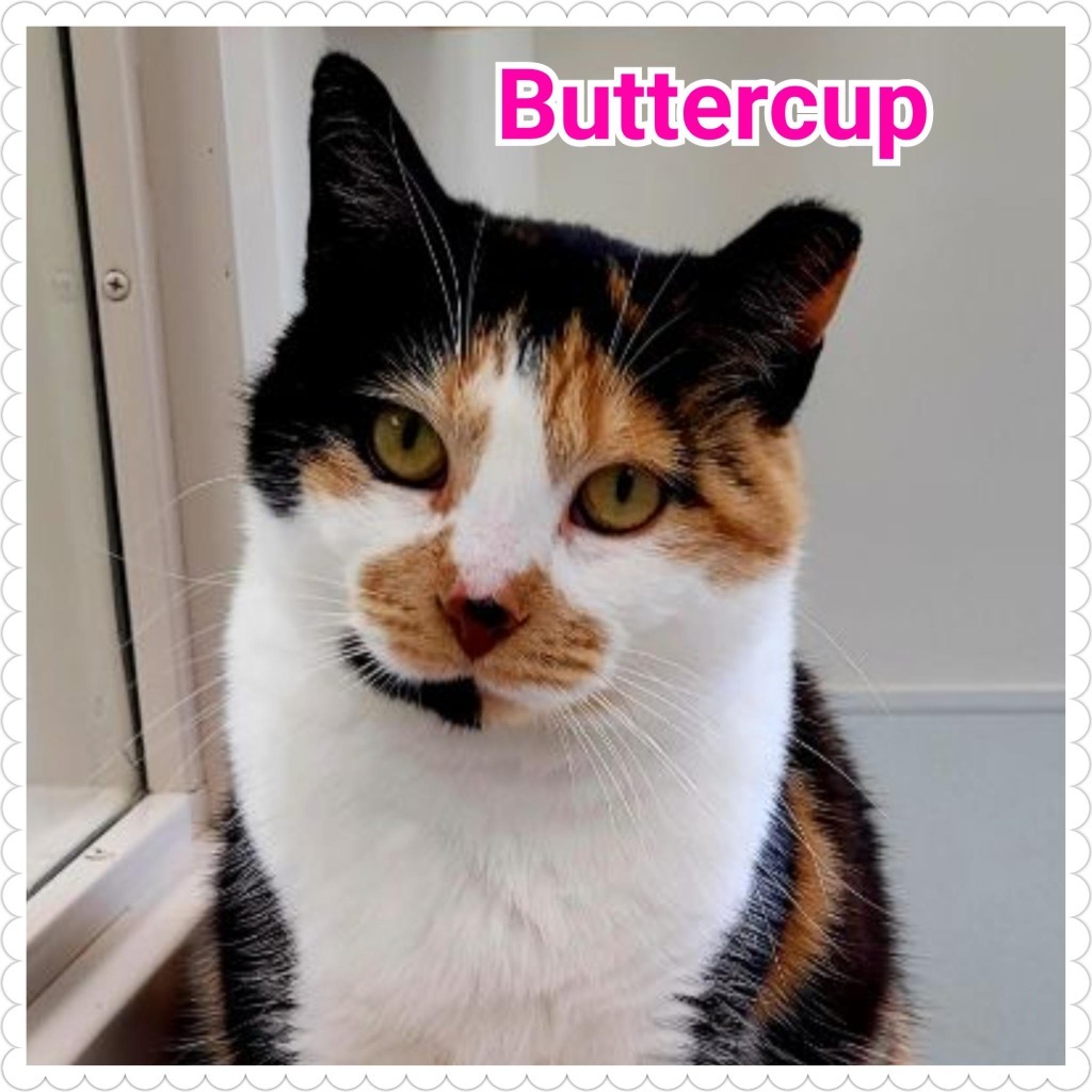 Buttercup